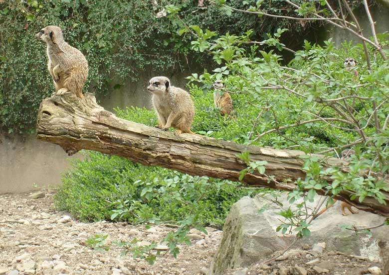 Erdmännchen im Zoo Wuppertal im April 2008