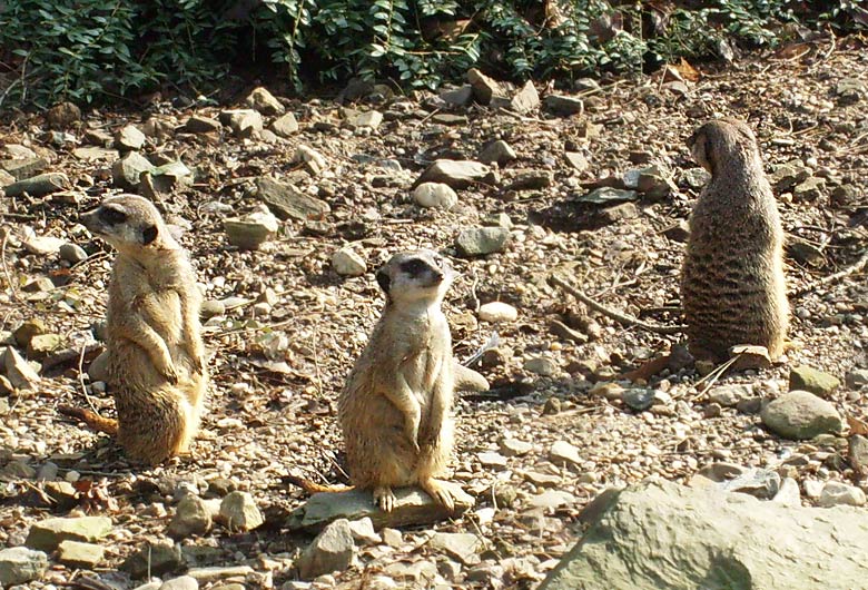 Erdmännchen im Zoo Wuppertal im März 2009