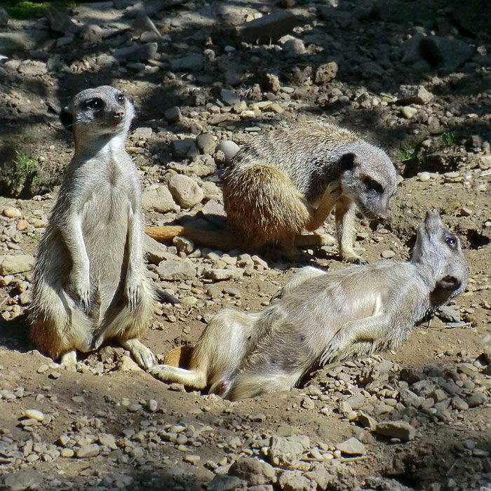 Erdmännchen im Wuppertaler Zoo im Juli 2012
