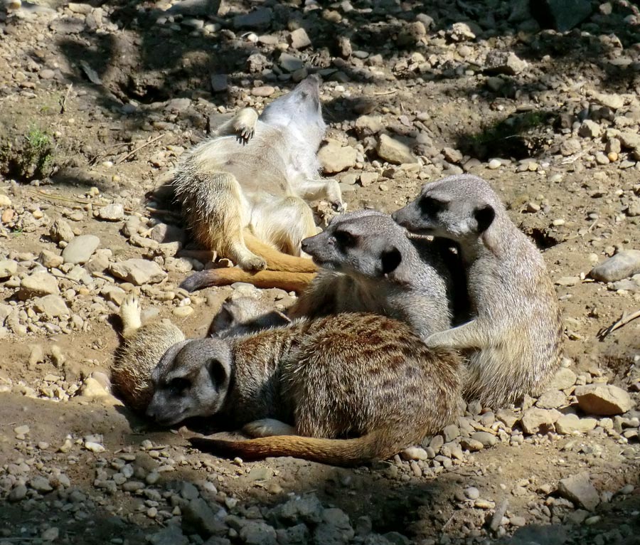 Erdmännchen im Wuppertaler Zoo im Juli 2012
