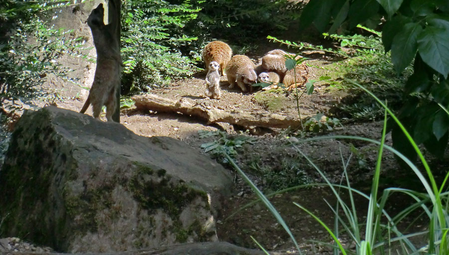 Erdmännchen im Zoologischen Garten Wuppertal im Mai 2014