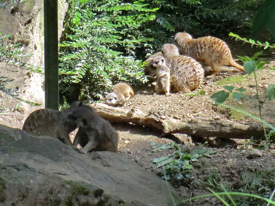 Erdmännchen im Zoo Wuppertal im Mai 2014