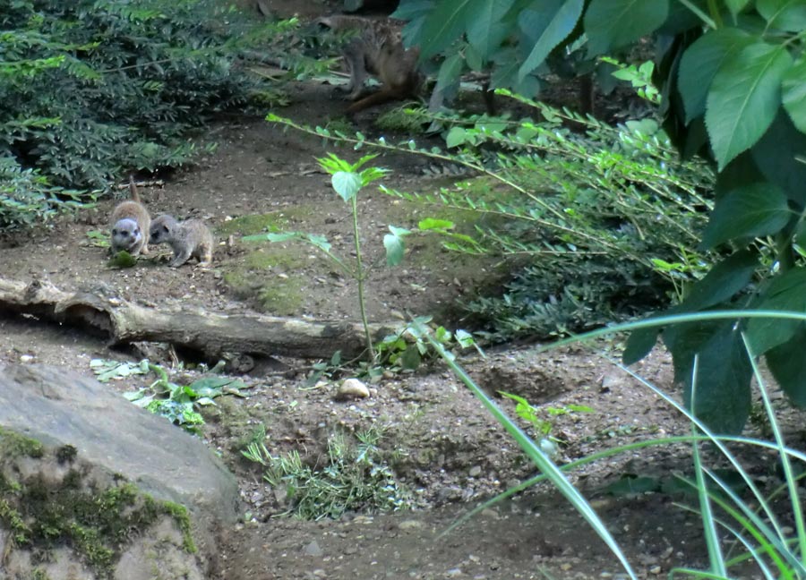 Erdmännchen im Wuppertaler Zoo im Mai 2014