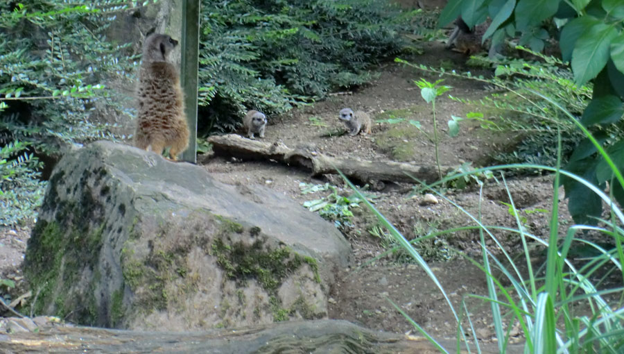 Erdmännchen im Zoo Wuppertal im Mai 2014
