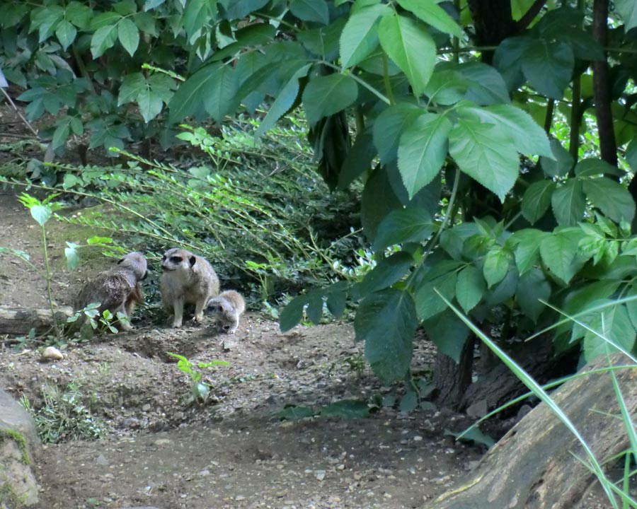 Erdmännchen im Zoologischen Garten Wuppertal im Mai 2014