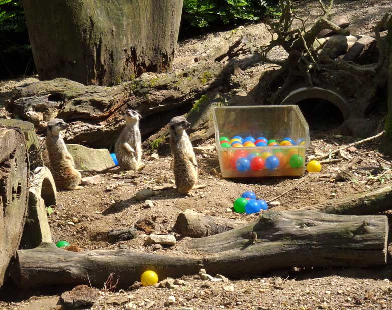 Bunte Bälle für die Erdmännchen am 17. April 2017 im Zoologischen Garten der Stadt Wuppertal
