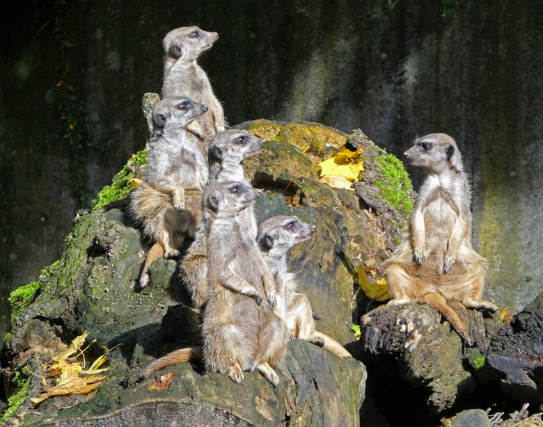 Erdmännchen am 1. Oktober 2017 auf der Außenanlage im Grünen Zoo Wuppertal