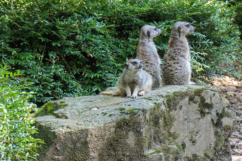 Erdmännchen am 25. Juli 2021 auf der Außenanlage im Grünen Zoo Wuppertal