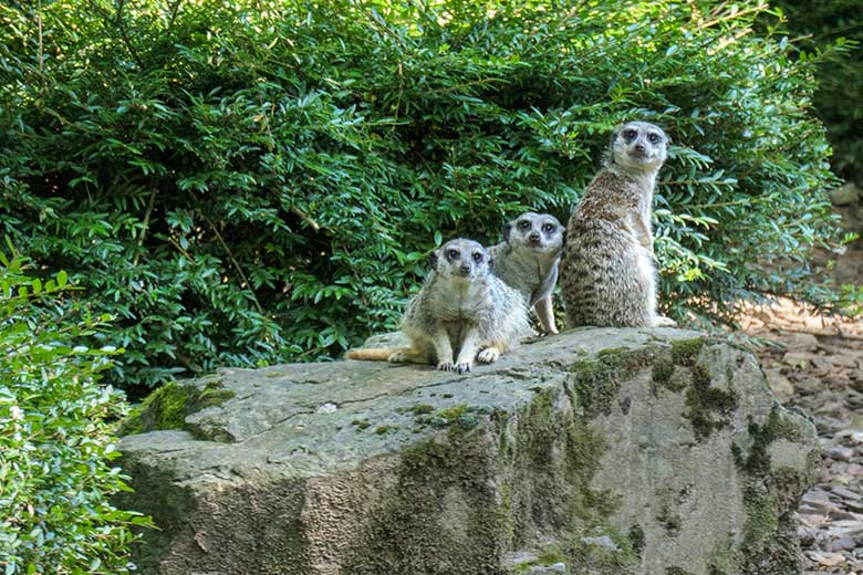 Erdmännchen am 25. Juli 2021 auf der Außenanlage im Zoologischen Garten Wuppertal