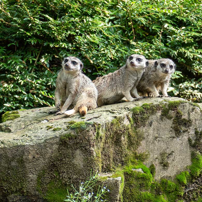 Drei Erdmännchen am 21. August 2021 auf der Außenanlage am Großkatzen-Haus im Grünen Zoo Wuppertal