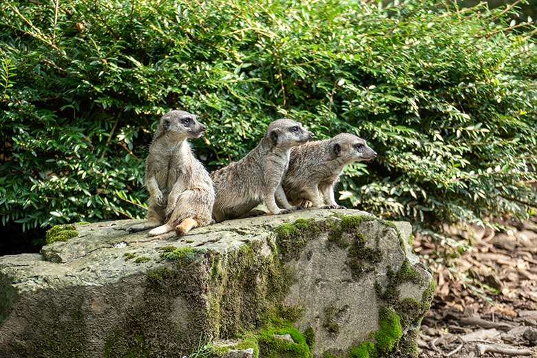 Drei Erdmännchen am 21. August 2021 auf der Außenanlage am Großkatzen-Haus im Wuppertaler Zoo