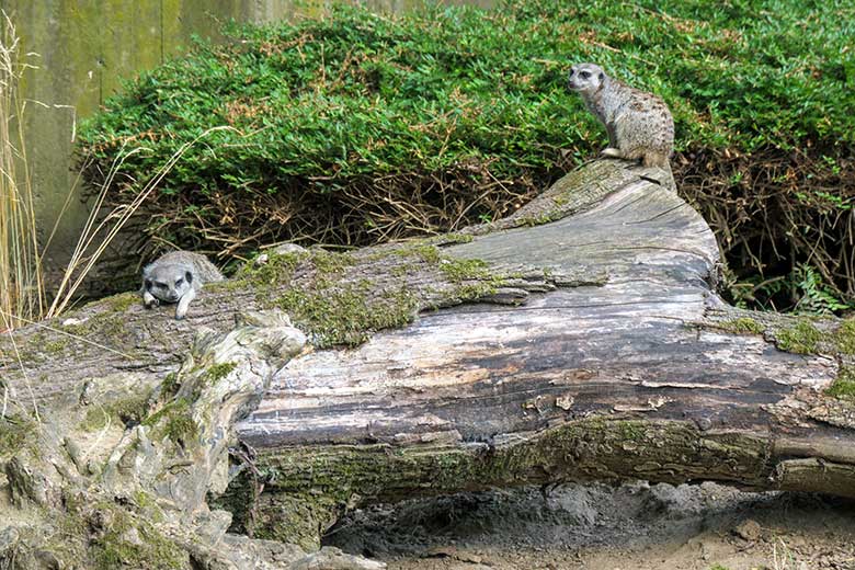 Zwei der aktuell drei Erdmännchen am 19. August 2022 auf der Außenanlage im Wuppertaler Zoo