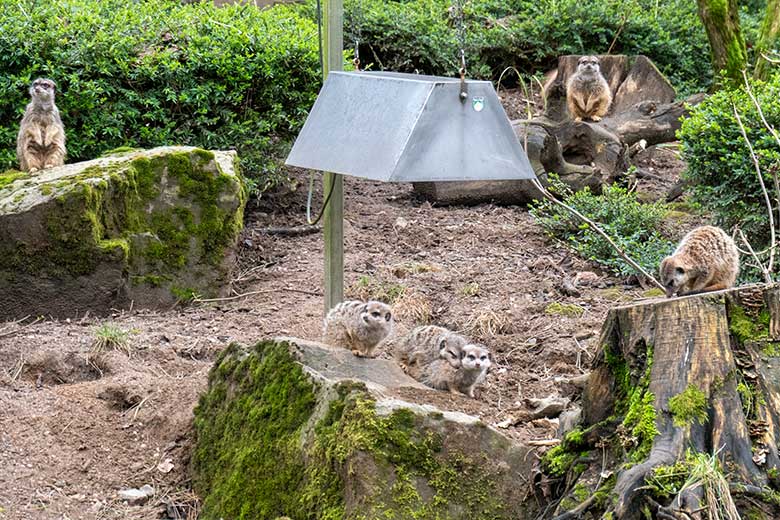 Sechs der elf männlichen Erdmännchen am 18. Februar 2024 auf der Außenanlage im Grünen Zoo Wuppertal