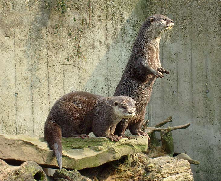 Zwergotter im Wuppertaler Zoo im April 2008