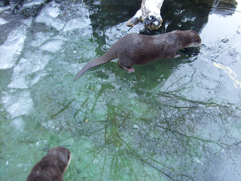 Zwergotter im Wuppertaler Zoo im Januar 2009