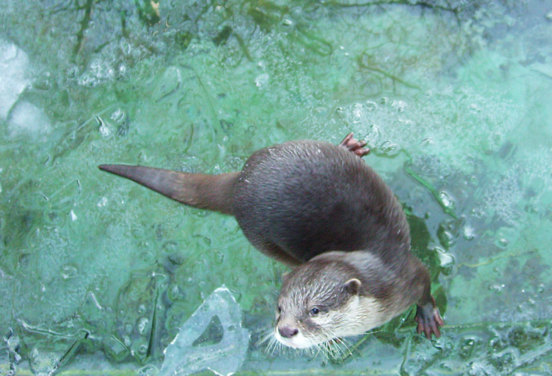 Zwergotter im Zoo Wuppertal im Januar 2009