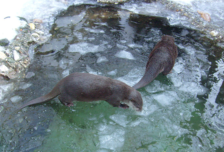 Zwergotter im Zoologischen Garten Wuppertal im Januar 2009