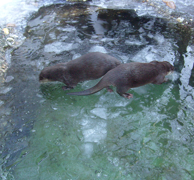 Zwergotter im Wuppertaler Zoo im Januar 2009