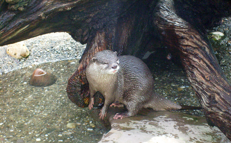 Zwergotter im Zoo Wuppertal im Februar 2009