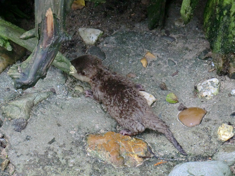 Zwergotter im Zoo Wuppertal am 21. Juli 2012