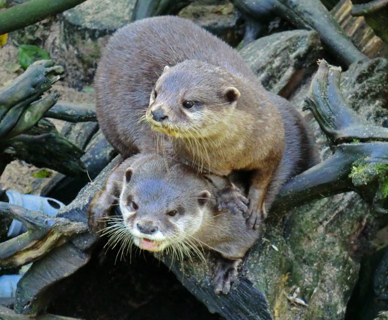 Zur Erinnerung: das Kurzkrallenotter-Paar am 15. September 2013 im Zoologischen Garten der Stadt Wuppertal