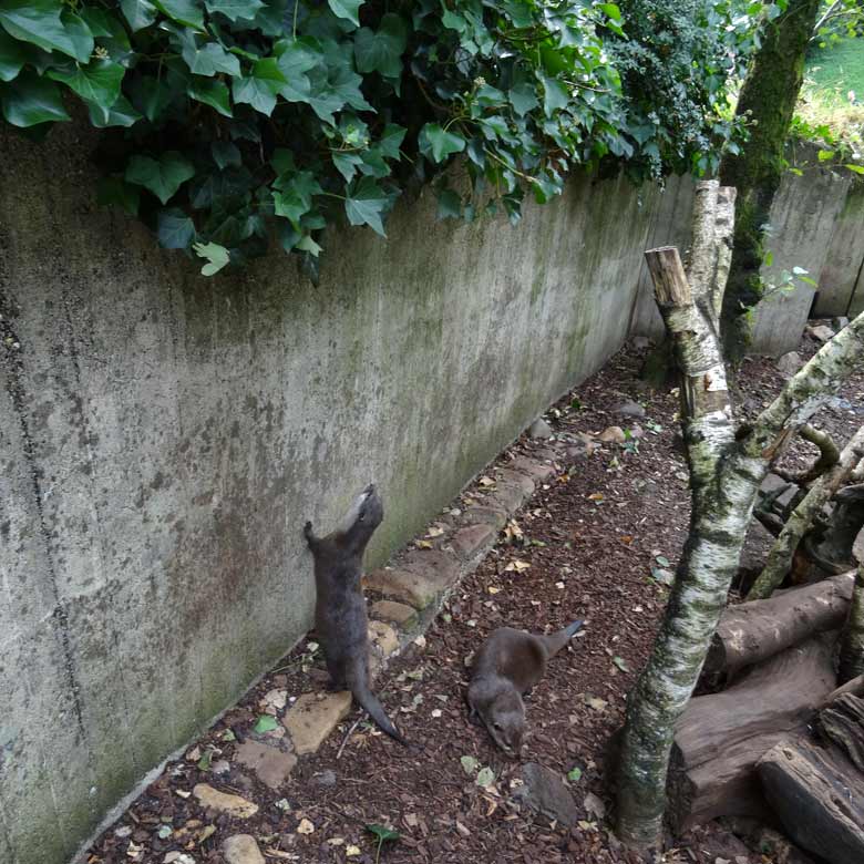 Sehnsüchtiger Blick des Zwergotters zum kurzgeschnittenen Efeu am 11. September 2016 auf der Außenanlage im Zoologischen Garten der Stadt Wuppertal