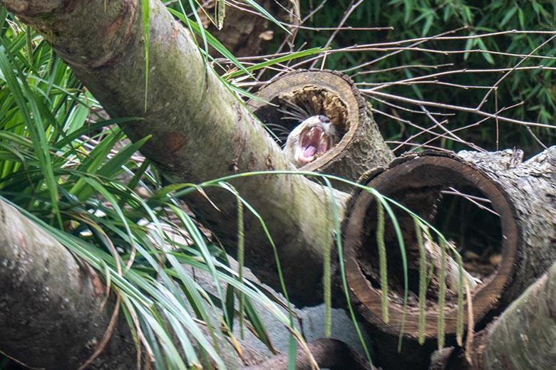 Weiblicher Kurzkrallenotter am 21. Mai 2025 auf der Übergangsanlage im Wuppertaler Zoo