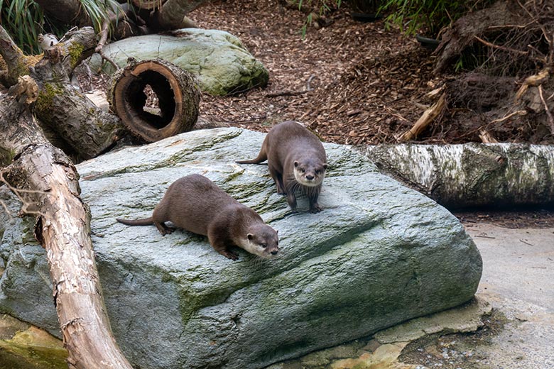 Zwei weibliche Kurzkrallenotter am 21. Mai 2025 auf der Übergangsanlage im Zoologischen Garten der Stadt Wuppertal