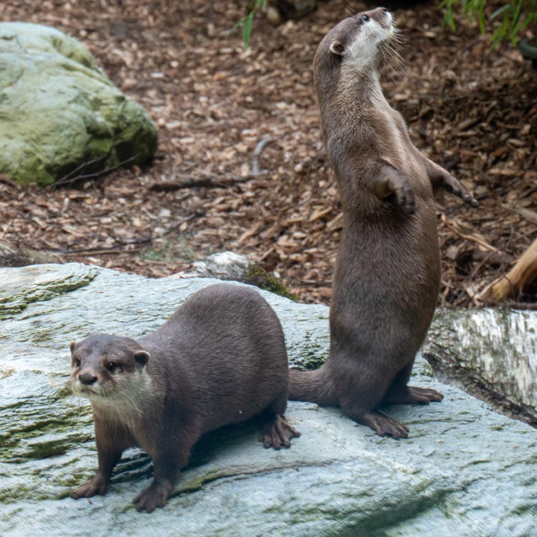 Zwei weibliche Kurzkrallenotter am 21. Mai 2025 auf der Übergangsanlage im Zoo Wuppertal