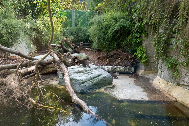 Zwei weibliche Kurzkrallenotter am 21. Mai 2025 auf der Übergangsanlage im Grünen Zoo Wuppertal