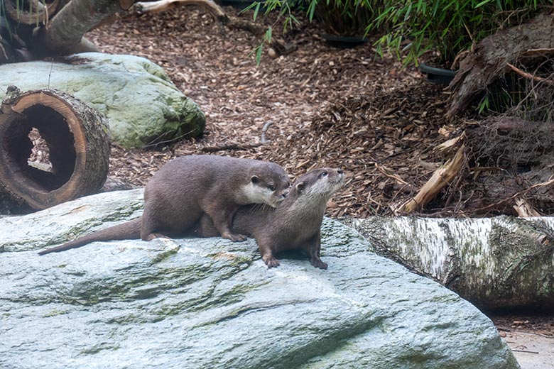 Zwei weibliche Kurzkrallenotter am 21. Mai 2025 auf der Übergangsanlage im 