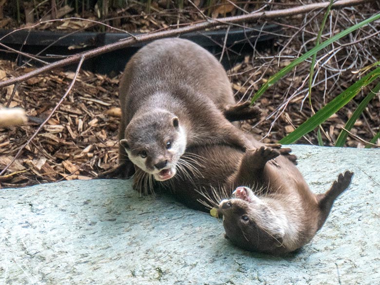 Zwei weibliche Kurzkrallenotter am 21. Mai 2025 auf der Übergangsanlage im Zoo Wuppertal