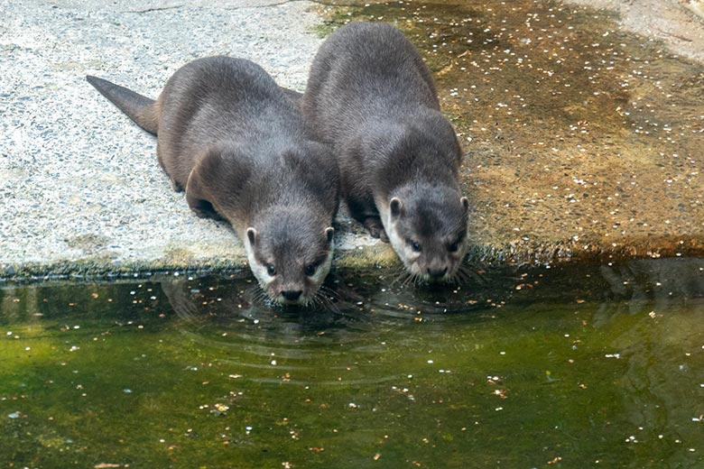 Zwei weibliche Kurzkrallenotter am 21. Mai 2025 auf der Übergangsanlage im Zoologischen Garten Wuppertal