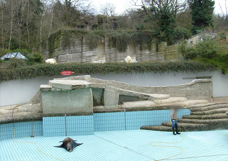 Beckenreinigung bei den Kalifornischen Seelöwen im Zoo Wuppertal im April 2008