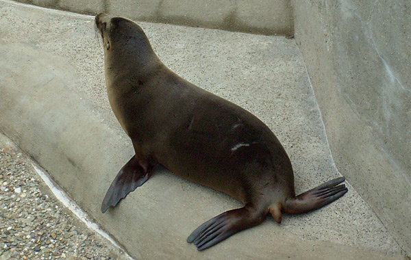 Kalifornischer Seelöwe im Wuppertaler Zoo im April 2008