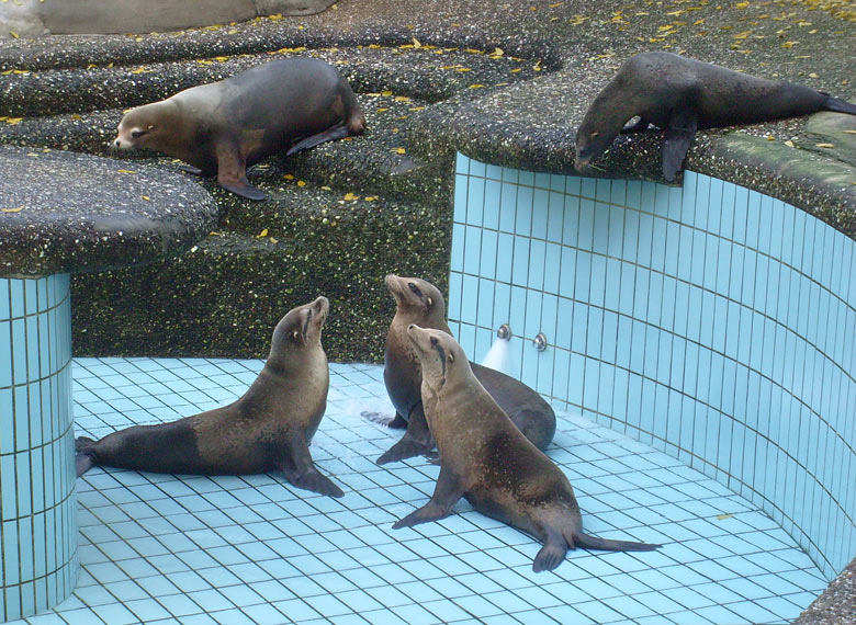 Beckenreinigung bei den Kalifornischen Seelöwen im Zoologischen Garten Wuppertal im Oktober 2009