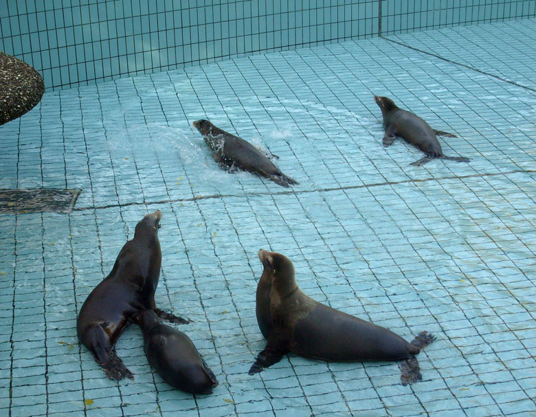 Beckenreinigung bei den Kalifornischen Seelöwen im Zoo Wuppertal im Oktober 2009
