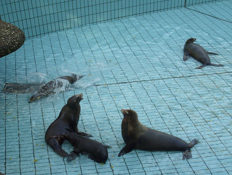 Beckenreinigung bei den Kalifornischen Seelöwen im Zoologischen Garten Wuppertal im Oktober 2009