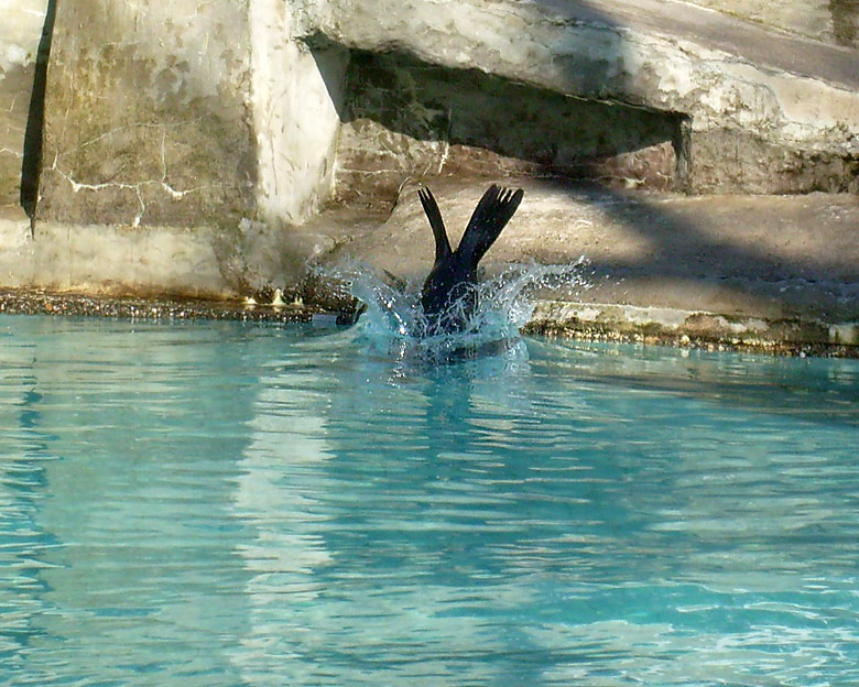 Seelöwin beim Sprung ins Wasser am 23. April 2010