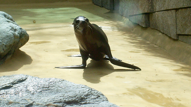 Seelöwe "Mylo" im Zoologischen Garten Wuppertal am 25. April 2010