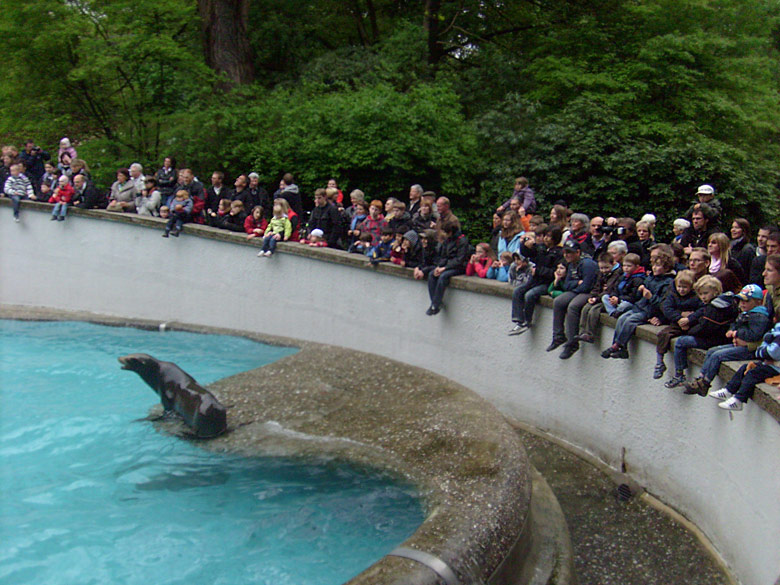 Seelöwen-Fütterung im Zoologischen Garten Wuppertal im Mai 2010