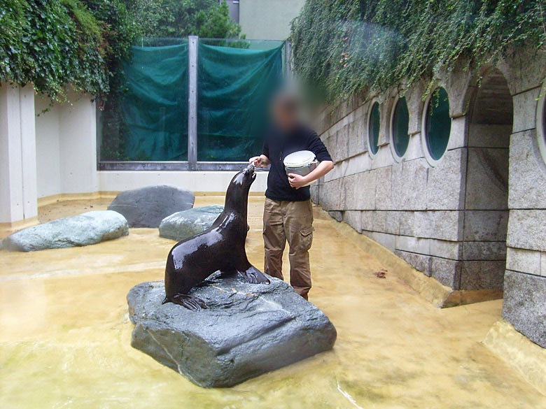 Eine Tierpflegerin fütterte Seelöwe MYLO im Wuppertaler Zoo am 8. August 2010