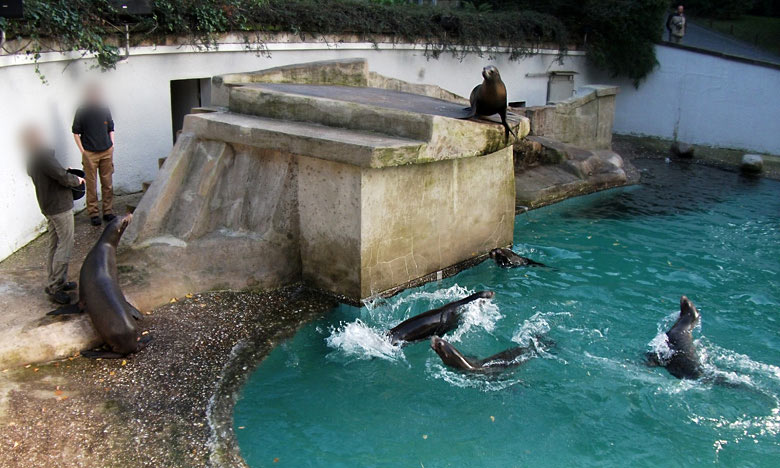 Abend-Fütterung der Kalifornischen Seelöwen im Zoologischen Garten Wuppertal im Oktober 2010