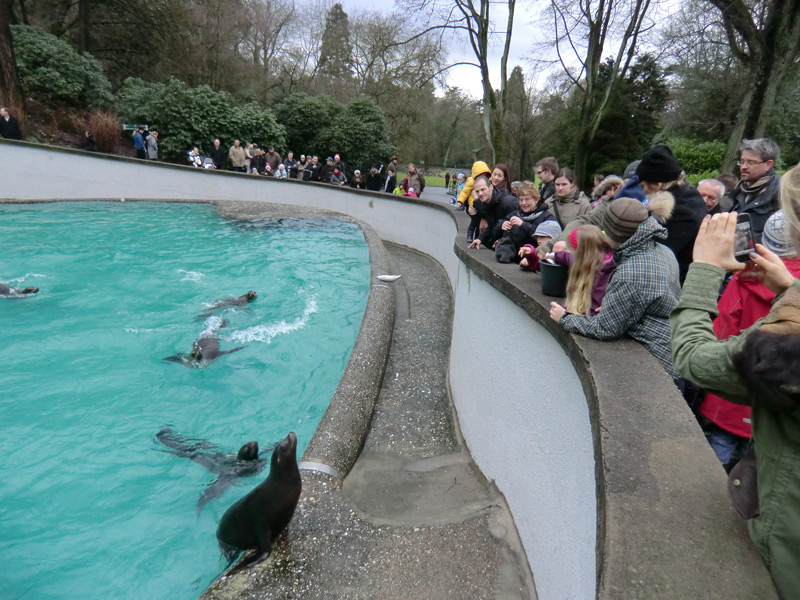 Weihnachts-Fütterung der Kalifornischen Seelöwen im Zoologischen Garten Wuppertal am 24. Dezember 2011
