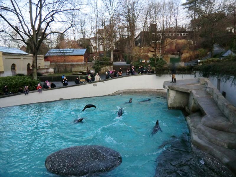 Kalifornische Seelöwen im Zoologischen Garten Wuppertal im Januar 2012