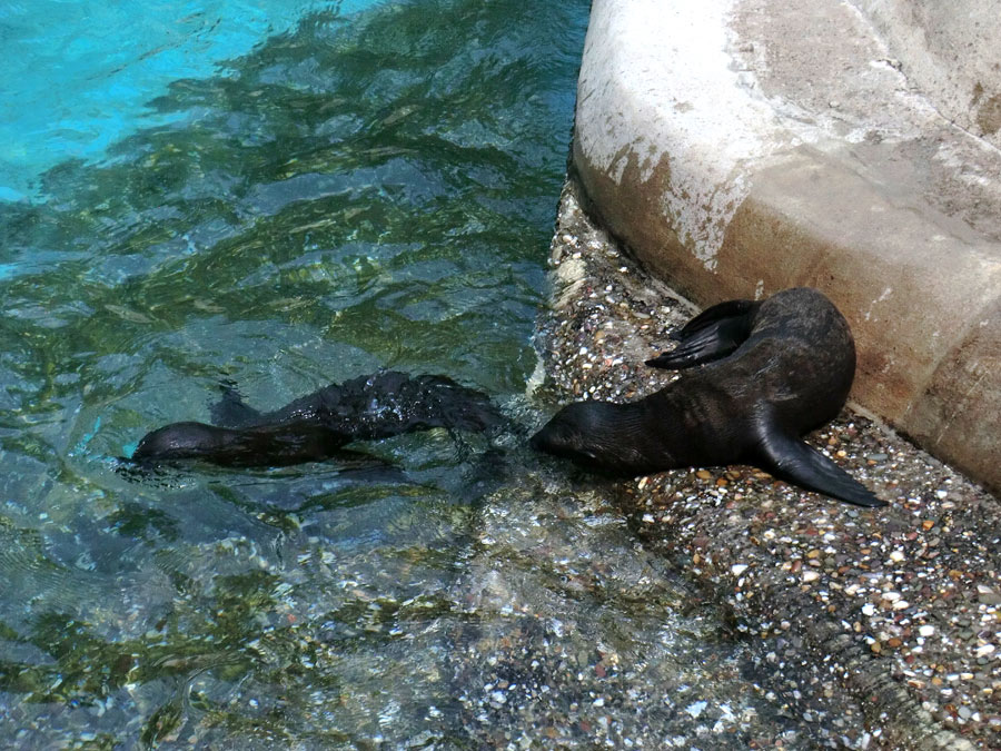 Kalifornische Seelöwen Jungtiere LUNA und SUNNY im Zoologischen Garten Wuppertal am 26. Juli 2012
