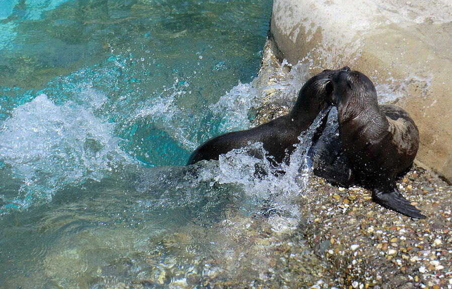 Kalifornische Seelöwen Jungtiere im Zoologischen Garten Wuppertal am 26. Juli 2012