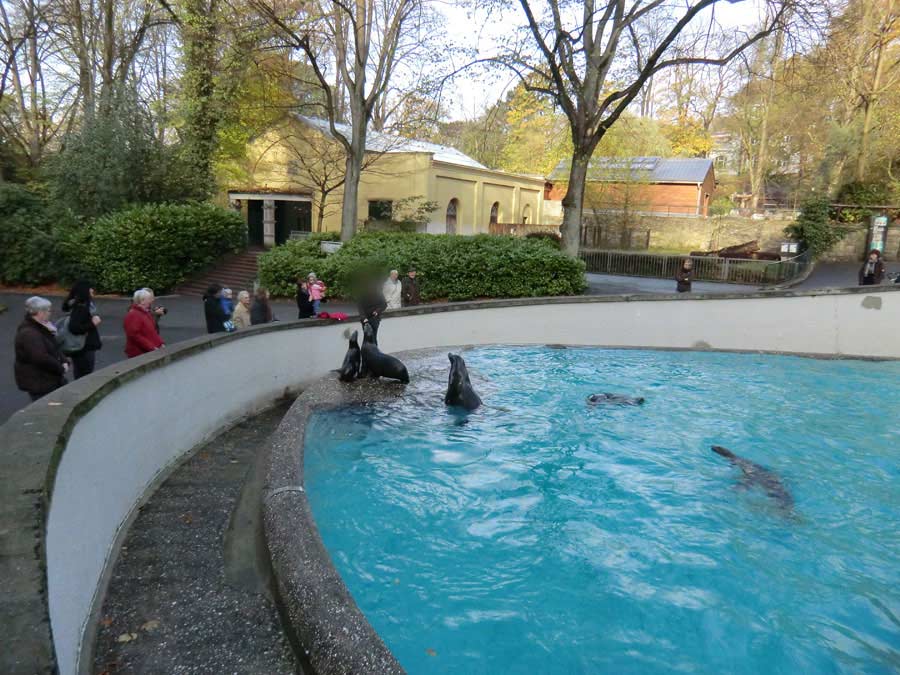 Kalifornische Seelöwen im Wuppertaler Zoo am 6. November 2012