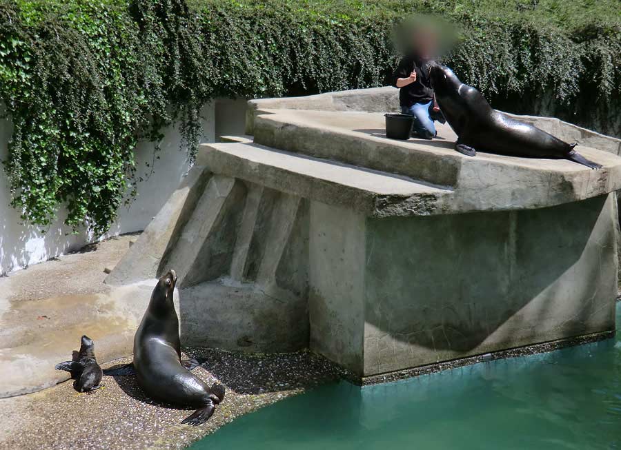 Jungtier Pinas erster öffentlicher Ausflug im Zoo Wuppertal am 16. Juni 2013