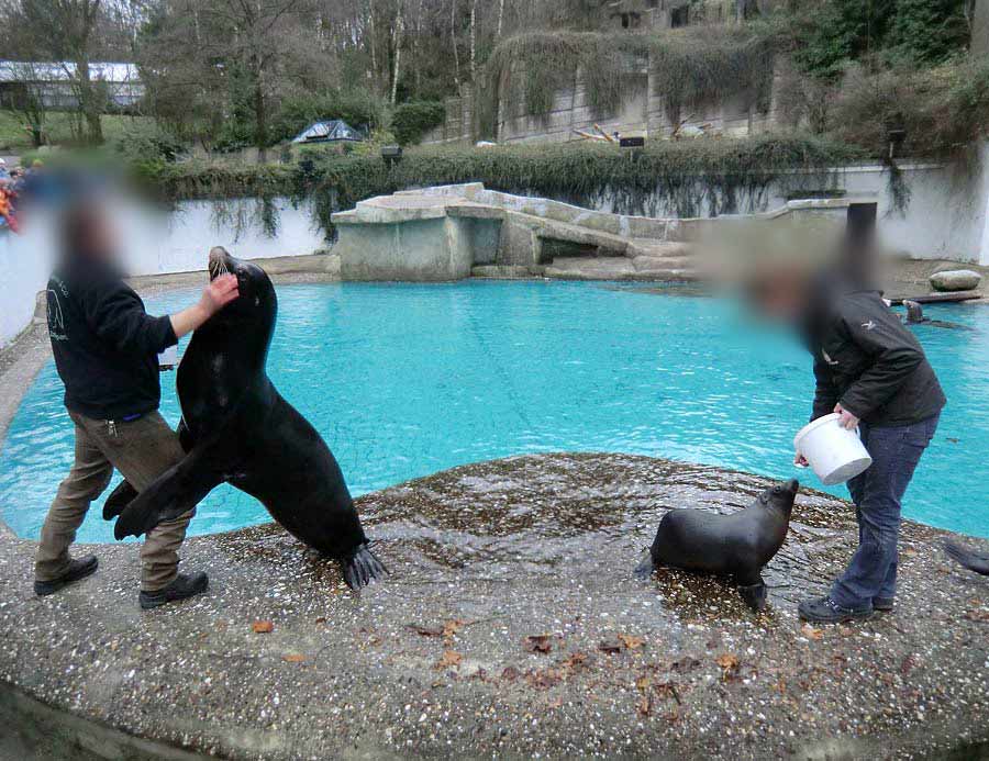 Weihnachts-Fütterung der Kalifornischen Seelöwen im Zoo Wuppertal am 24. Dezember 2013
